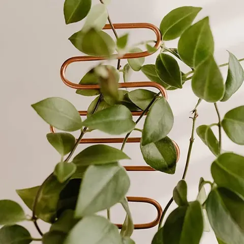 Garden Plant Climbing Support Rack Pot Holder Metal Iron