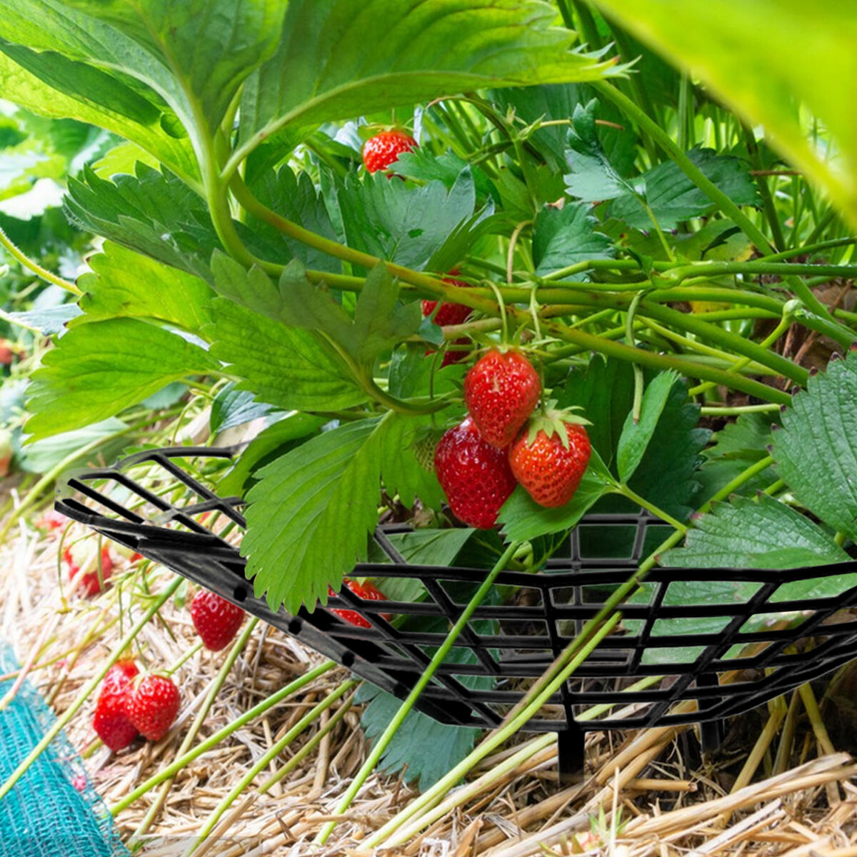 Strawberry Plant Support Racks – 6-Piece Elevated Garden Trays for Healthy Fruit & Vegetable Growth