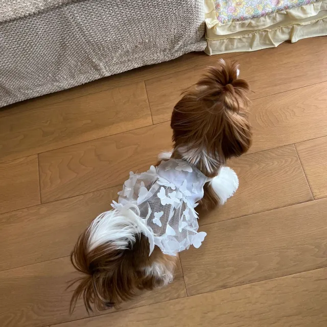 Pet Dog Breathable Anti shedding Satin Skirt White - Shop at LoveMi