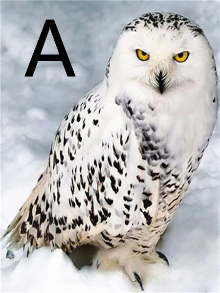 Owl Night Tree Pattern Embroidery Cross Stitch 5D Diamond Painting - Shop at LoveMi