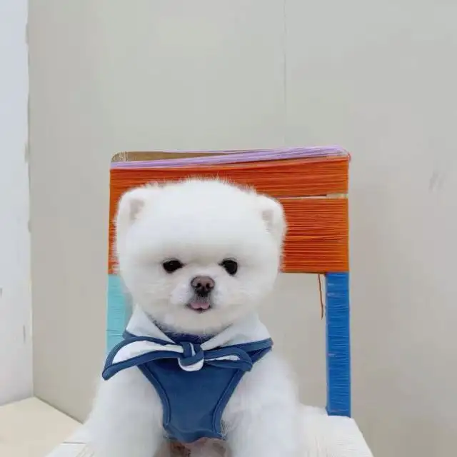 Thin Spring And Autumn Fashion Dog Clothes