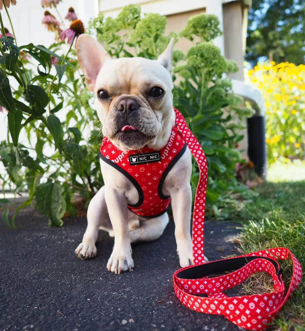 Dog Pet Breathable Mesh Leash Chest Harness