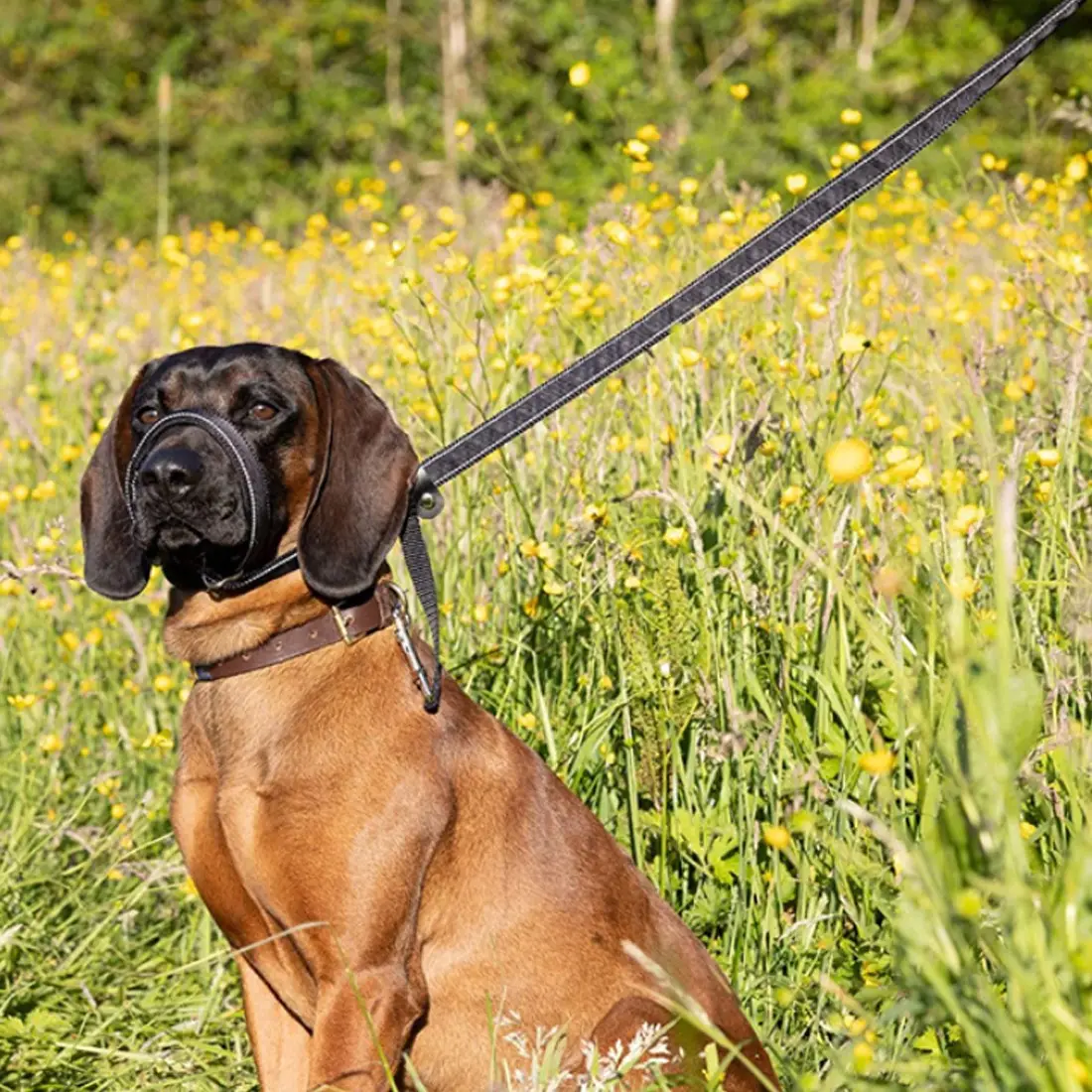 Integrated Anti-Bite Muzzle & Leash