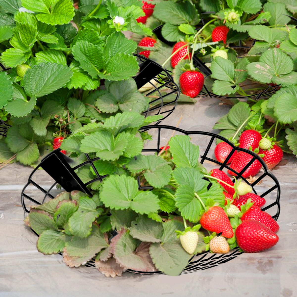 Strawberry Plant Support Racks – 6-Piece Elevated Garden Trays for Healthy Fruit & Vegetable Growth