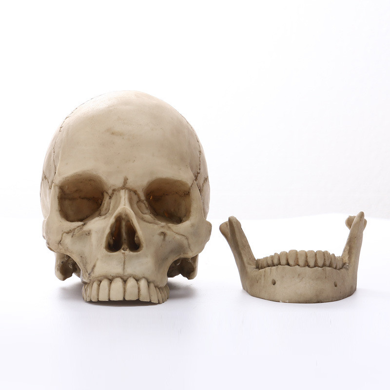 Resin skull head craft ornament (painted)