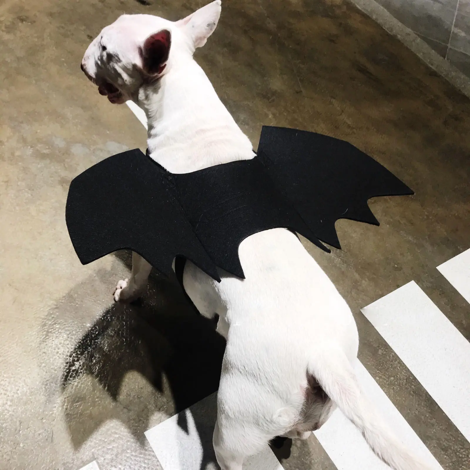 Pet Bat Wings Transformed Into Dog