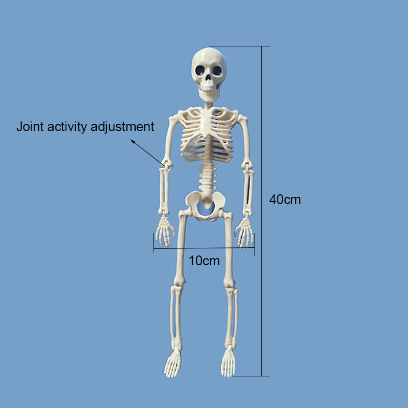 Bone model