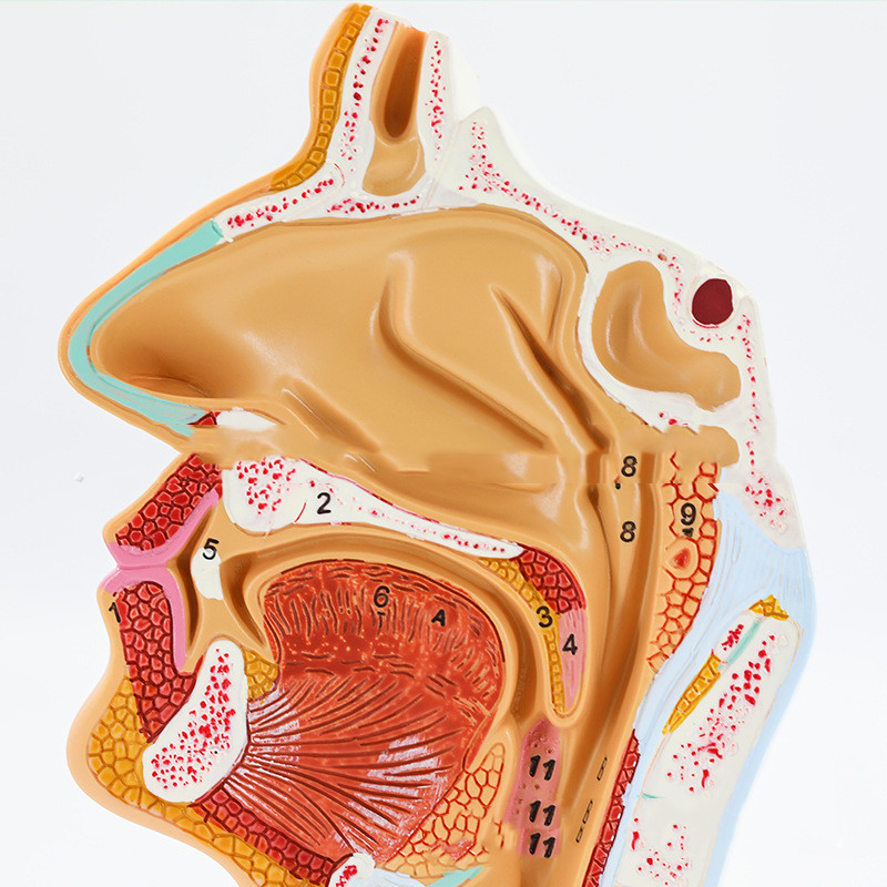 Anatomical Model Of Human Nasal and Oral Cavities