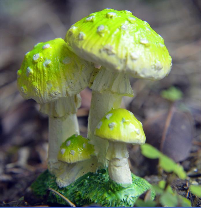 C Grass green mushroom