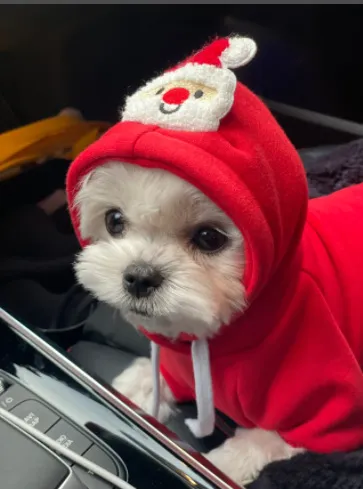 Pet Sports Fashion Christmas Day Clothing - Red