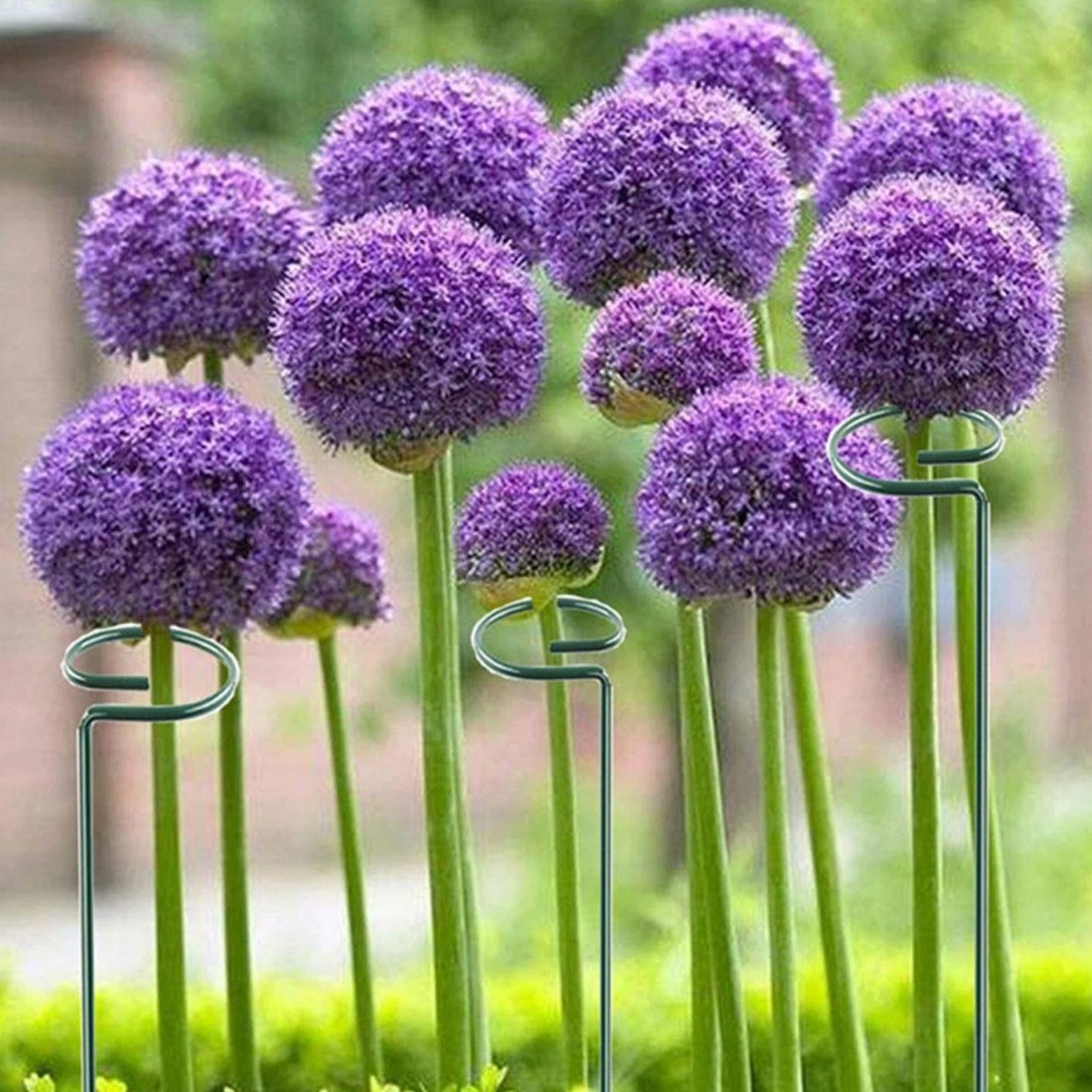 20Pcs Metal Plant Bow Stand Stake Strong Round Garden For Flower Support Y UK