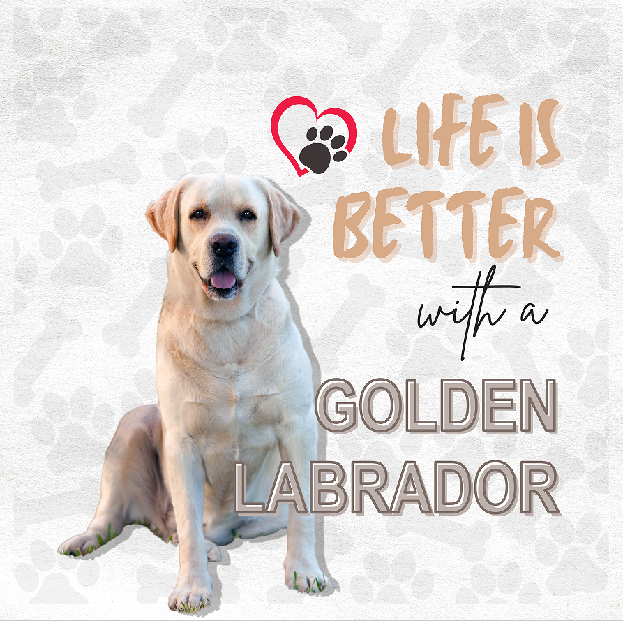 Golden labrador