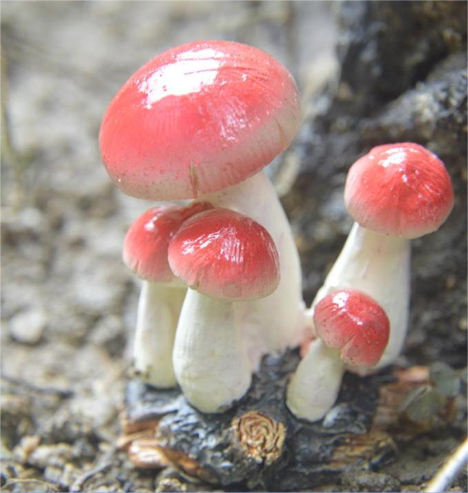 B bright red mushroom