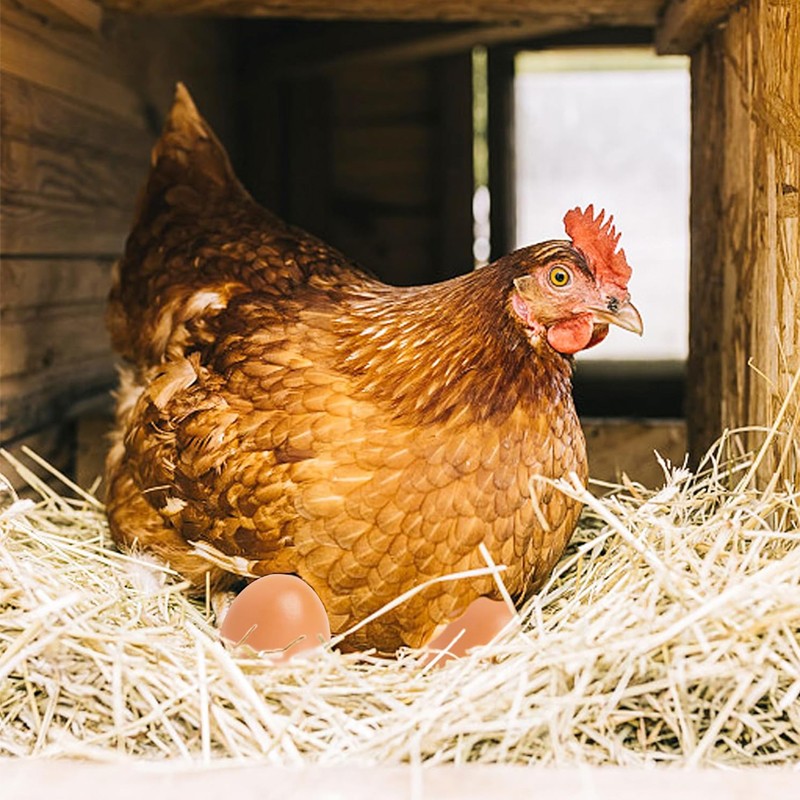 6PCS Fake Wooden Chicken Eggs Help Hen Lay Eggs Agricultural Tool For Chicken UK