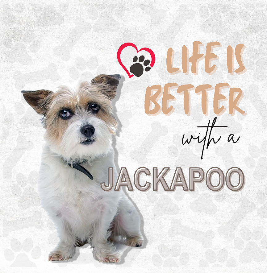 Jackapoo