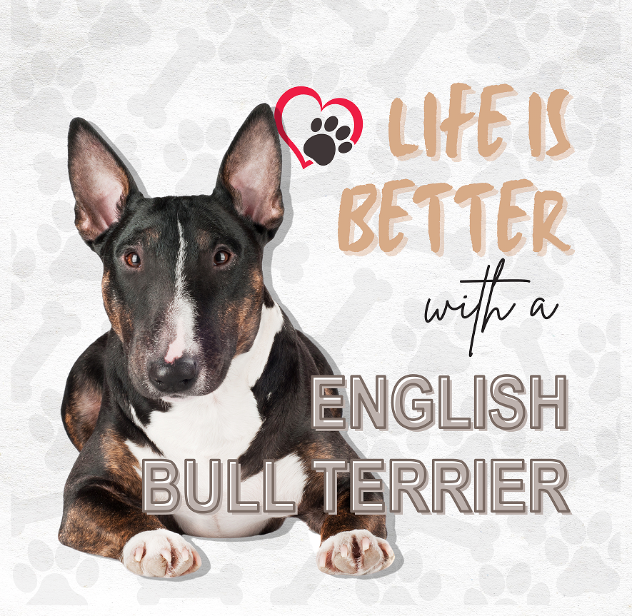 English bull terrier