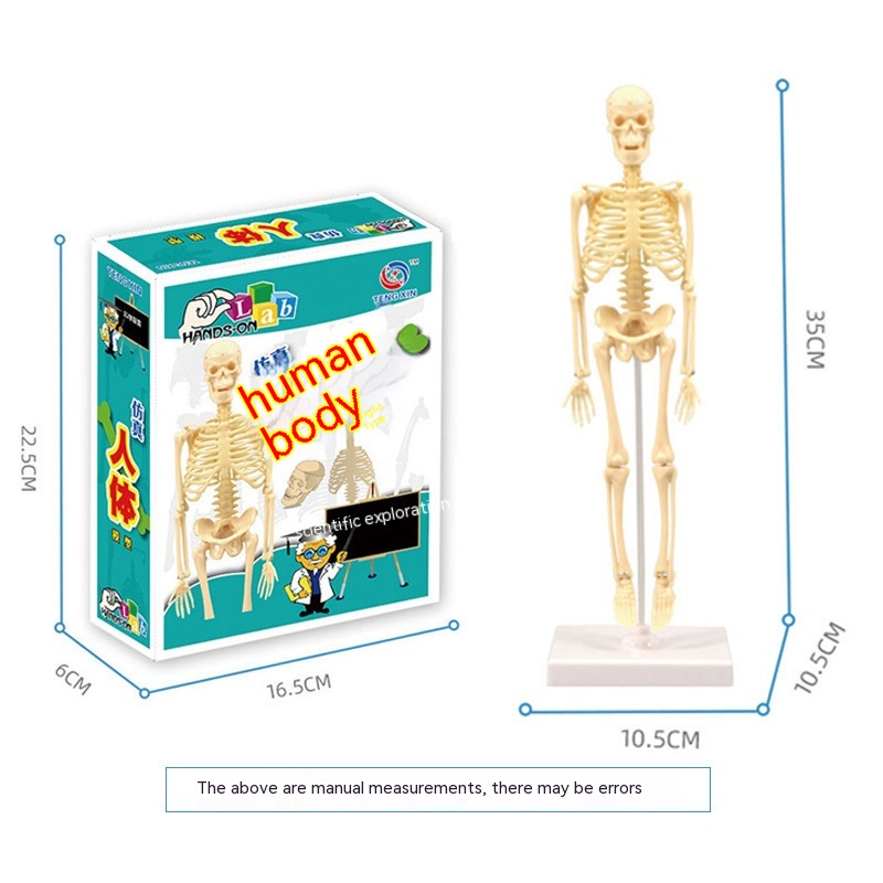 Human Skeleton Model Color Box