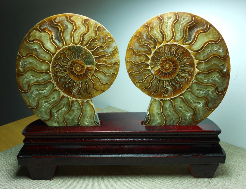 Natural Conch Fossil Rough Stone Ornament (Beginner level)