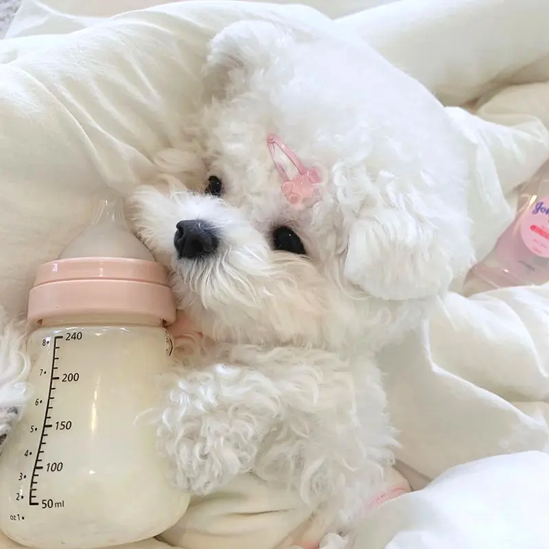 Peach Pet Cat Small Puppies Teddy
