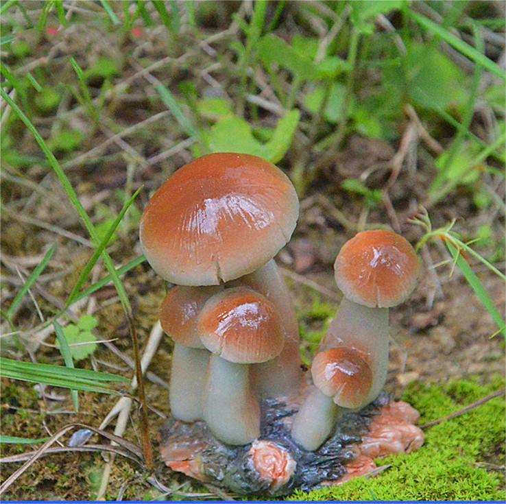 B shiitake mushroom