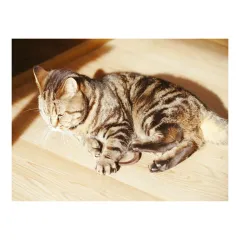 Embroidery Cat Animal Rhinestone Pictures Home Decor - G - View 1