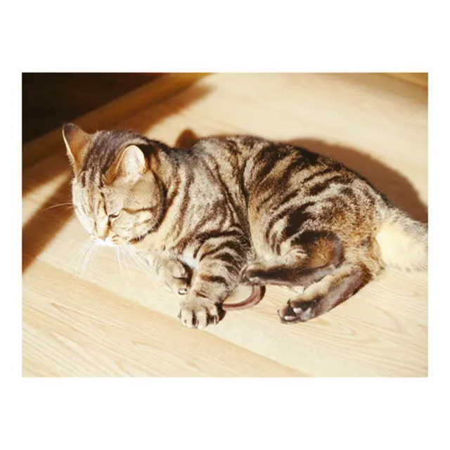 Embroidery Cat Animal Rhinestone Pictures Home Decor G - Shop at LoveMi