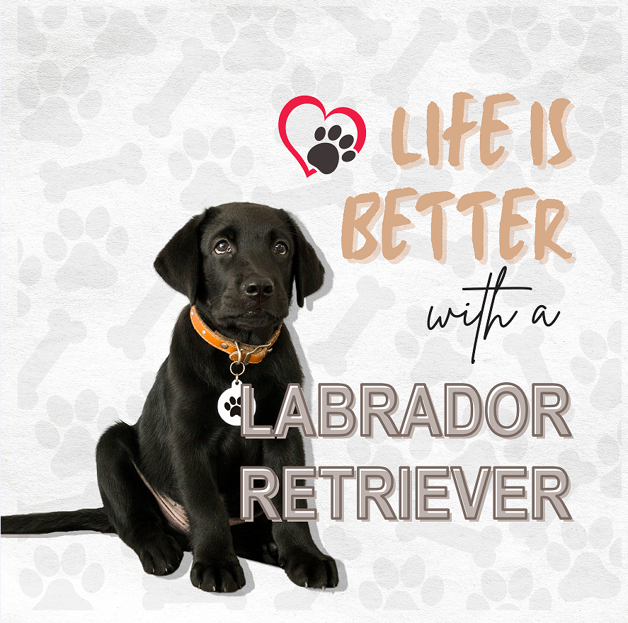 LABRADOR RETRIEVER