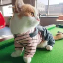 Pink Stripes