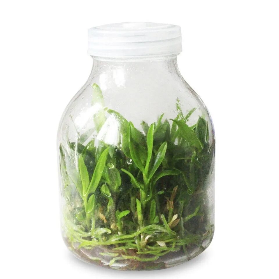 Tissue Culture Flask For Cordyceps Breeding