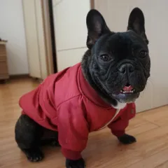 Dog Winter Clothes Padded Warm Jacket Plus Velvet - Red - View 1
