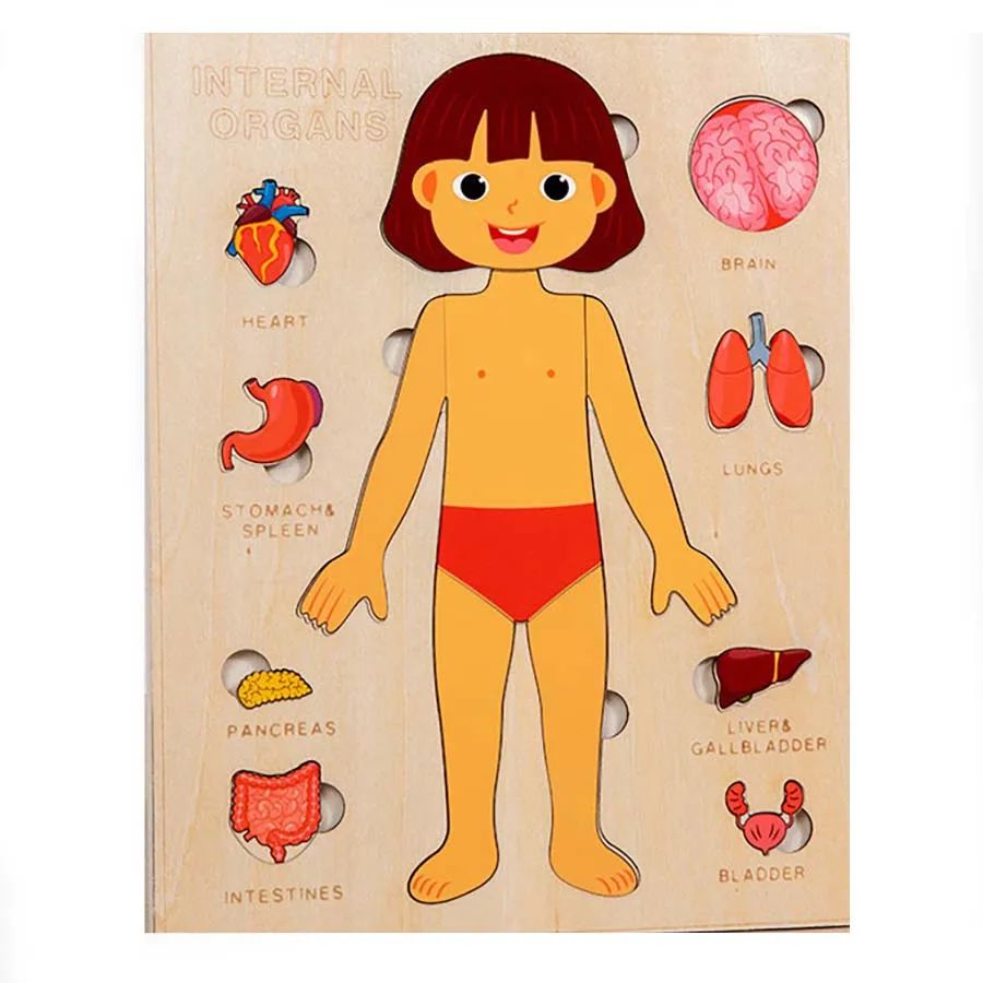 Kids Wooden Montessori Toys Human Body Organs Puzzles Educational Toy ...