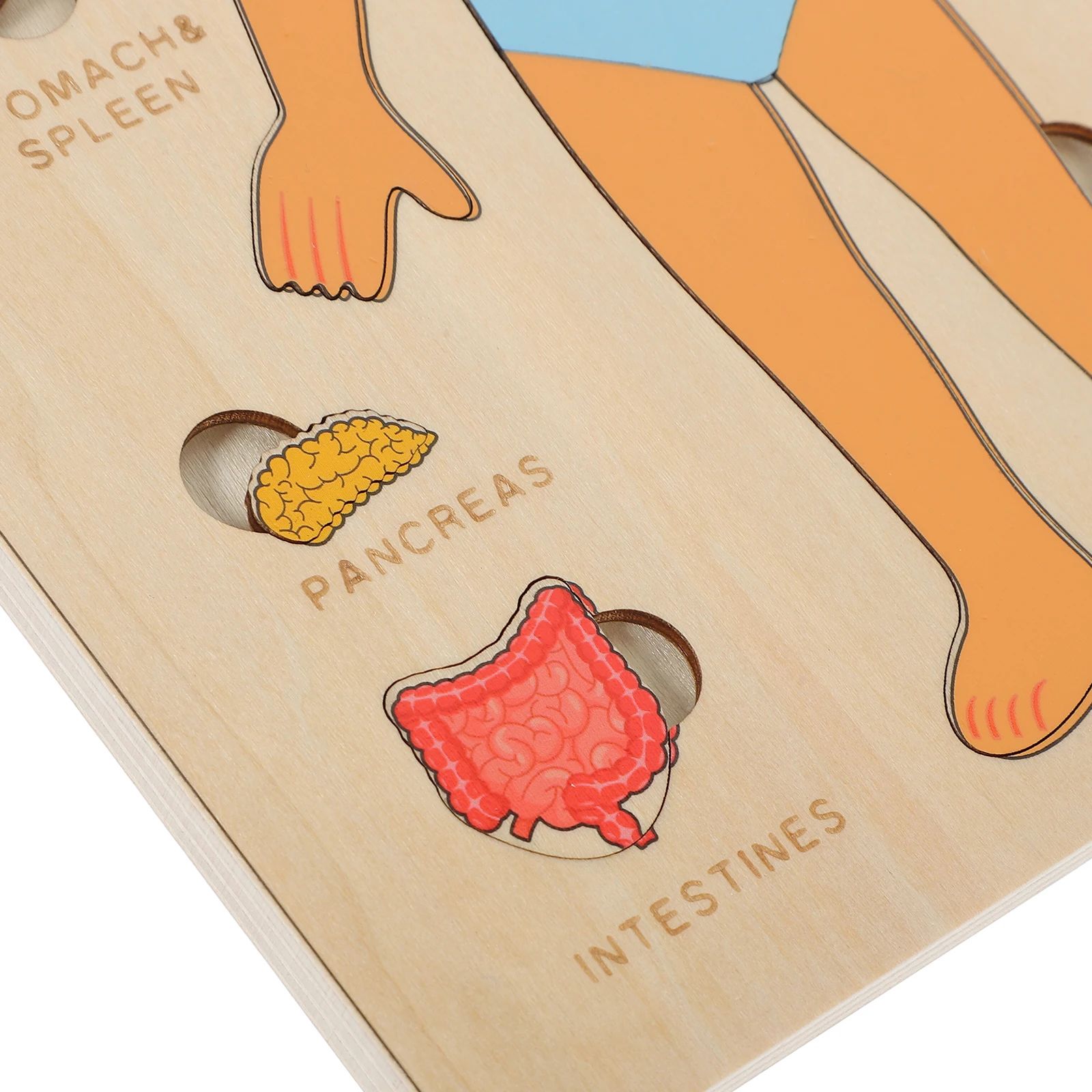 Kids Wooden Montessori Toys Human Body Organs Puzzles Educational Toy ...