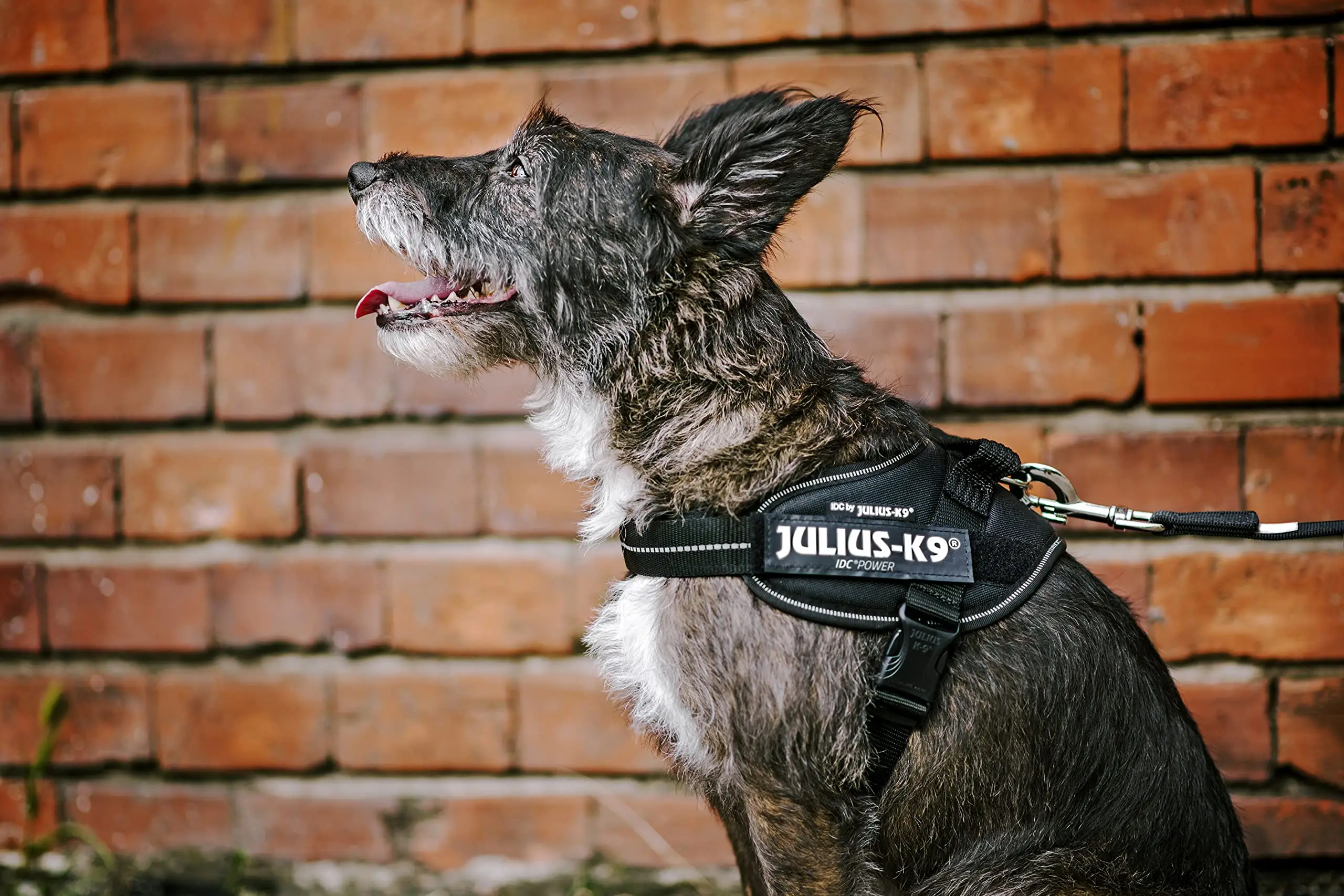 Dog Supplies Can Be Customized Towing Rope