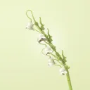 Lily Of The Valley