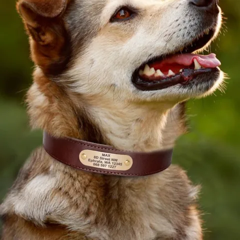 Genuine Leather Cow Engraved Anti Loss Dog Collar