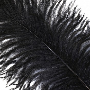 Ostrich Feather White Black Red Fluffy Feather For Wedding Party Black - Shop at LoveMi
