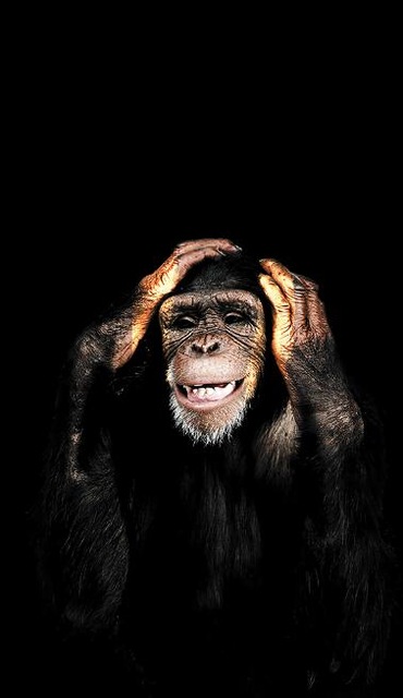 Primate Intelligence Abstract Series