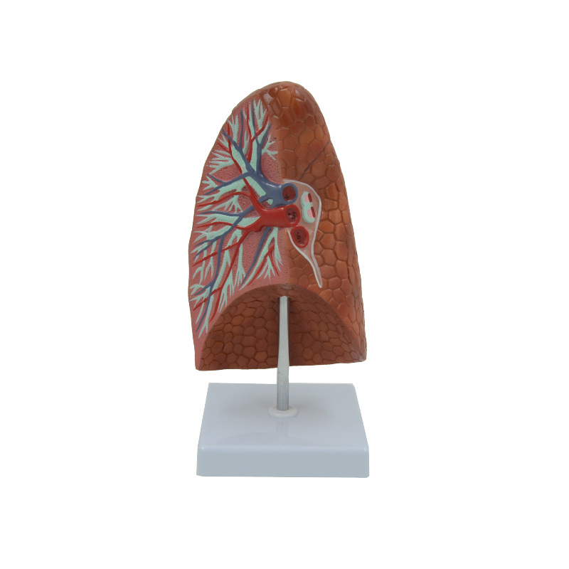 PNT-0476 Human Visceral Healthy Lung Model