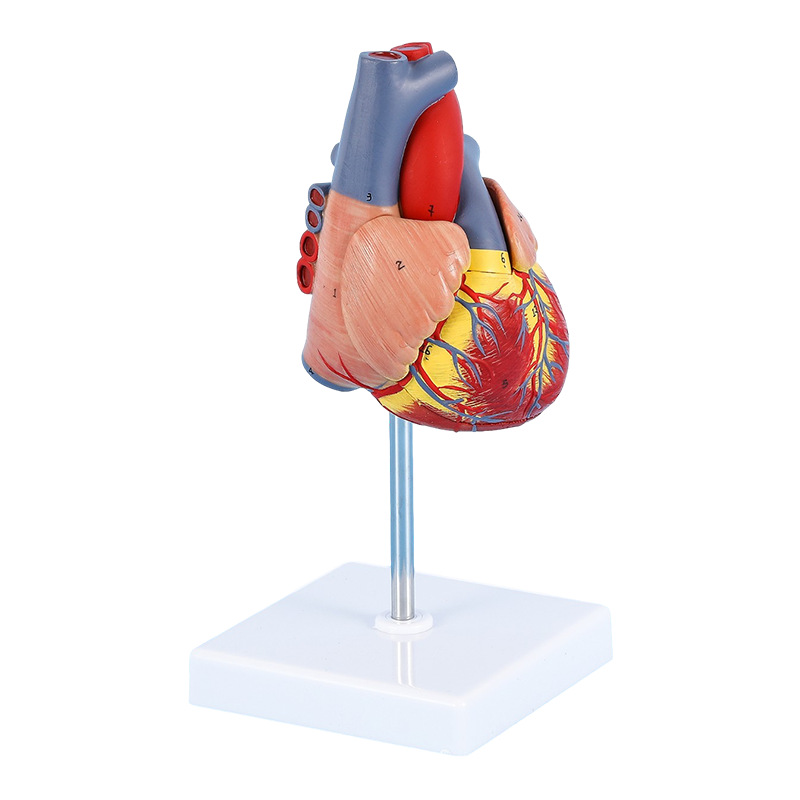 Heart anatomical model b ultrasound color doppler