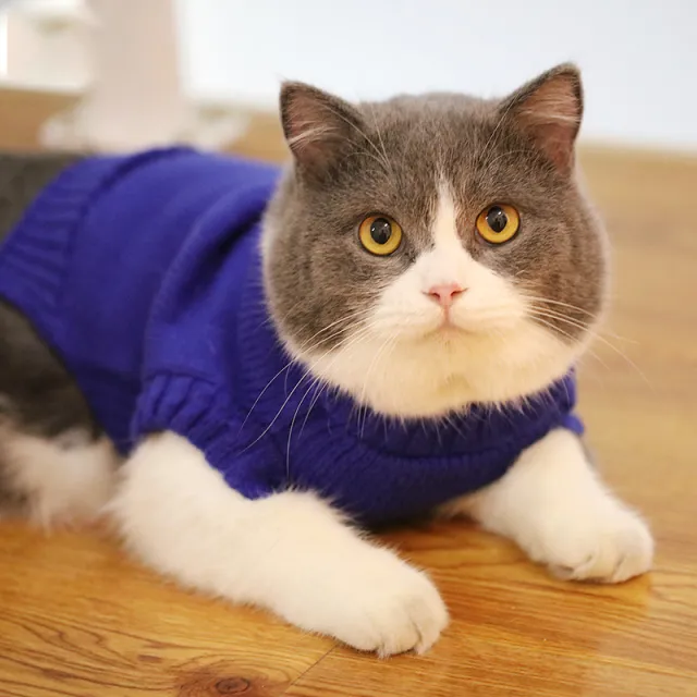 Autumn And Winter Clothes British Short Blue Cat Sweater 4 Style - Shop at LoveMi
