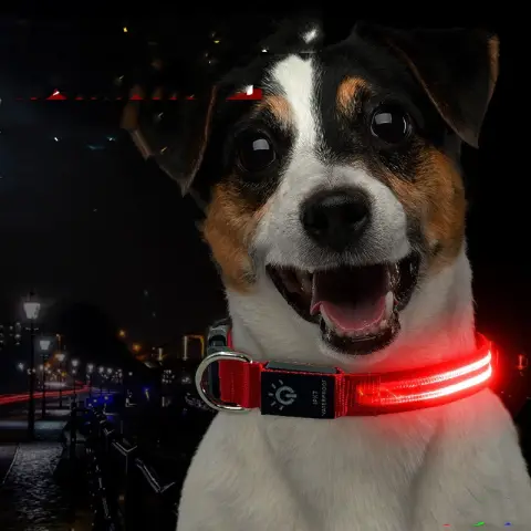 LED Pet Collar Waterproof Lighting Night