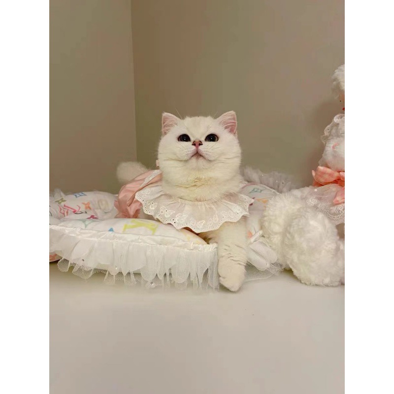 Title 8, Vestido de abóbora macaron para cães e gatos fo...