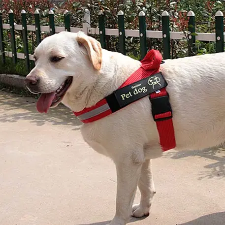 Dog Walking Chain Leash Medium and Large Dog Vest