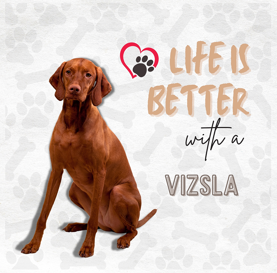 VIZSLA