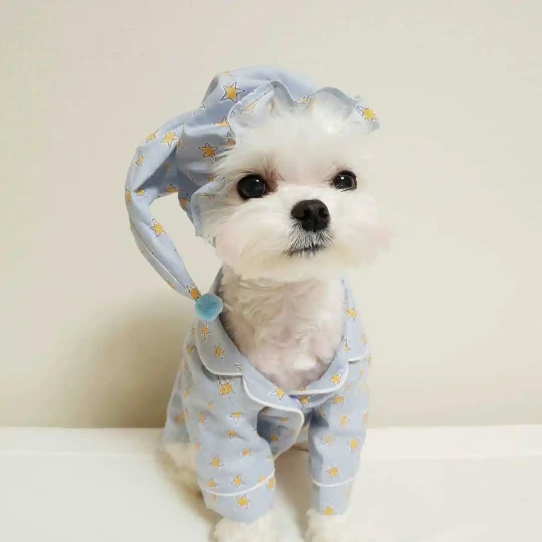 Blue Star Pajama Set Dog Loungewear
