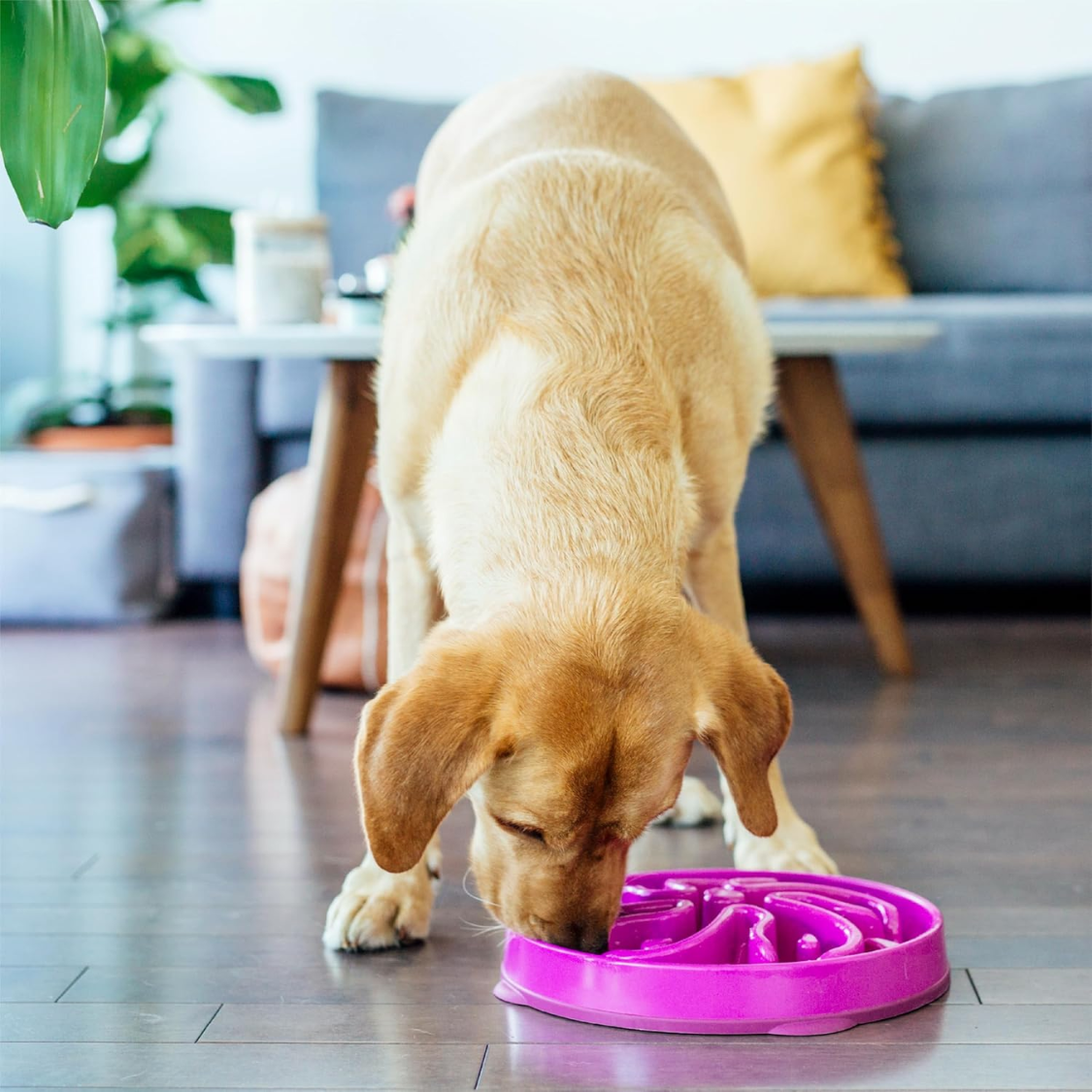 Hound Feeder Slo Bowl  Large 4 Cup Capacity, Slow Feeding, Medium To Large Dogs, Non Slip, Purple, Flower Pattern — foto 3
