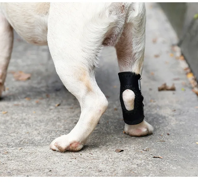 Pet Anti Licking Joint Fixation Black - Shop at LoveMi