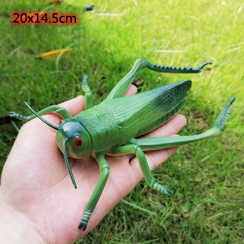 Grasshopper