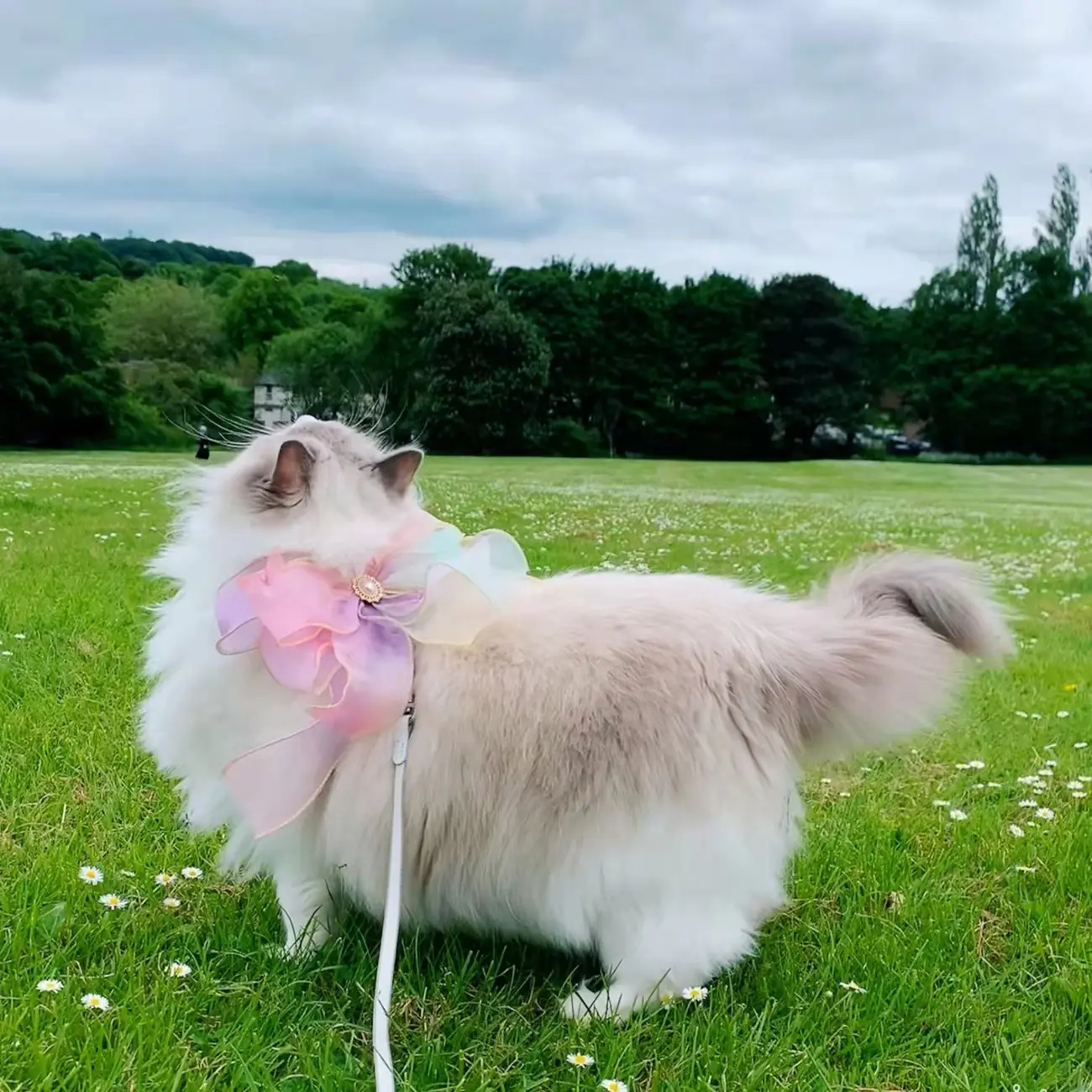 Butterfly Flying Pet Leash Retractable And Break
