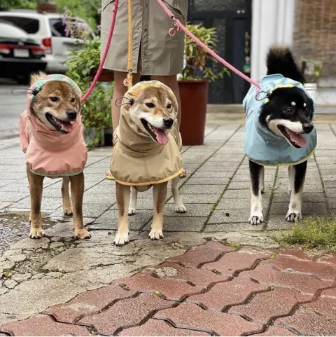 Dog Raincoats for Large Do Not Affect Walking Safety